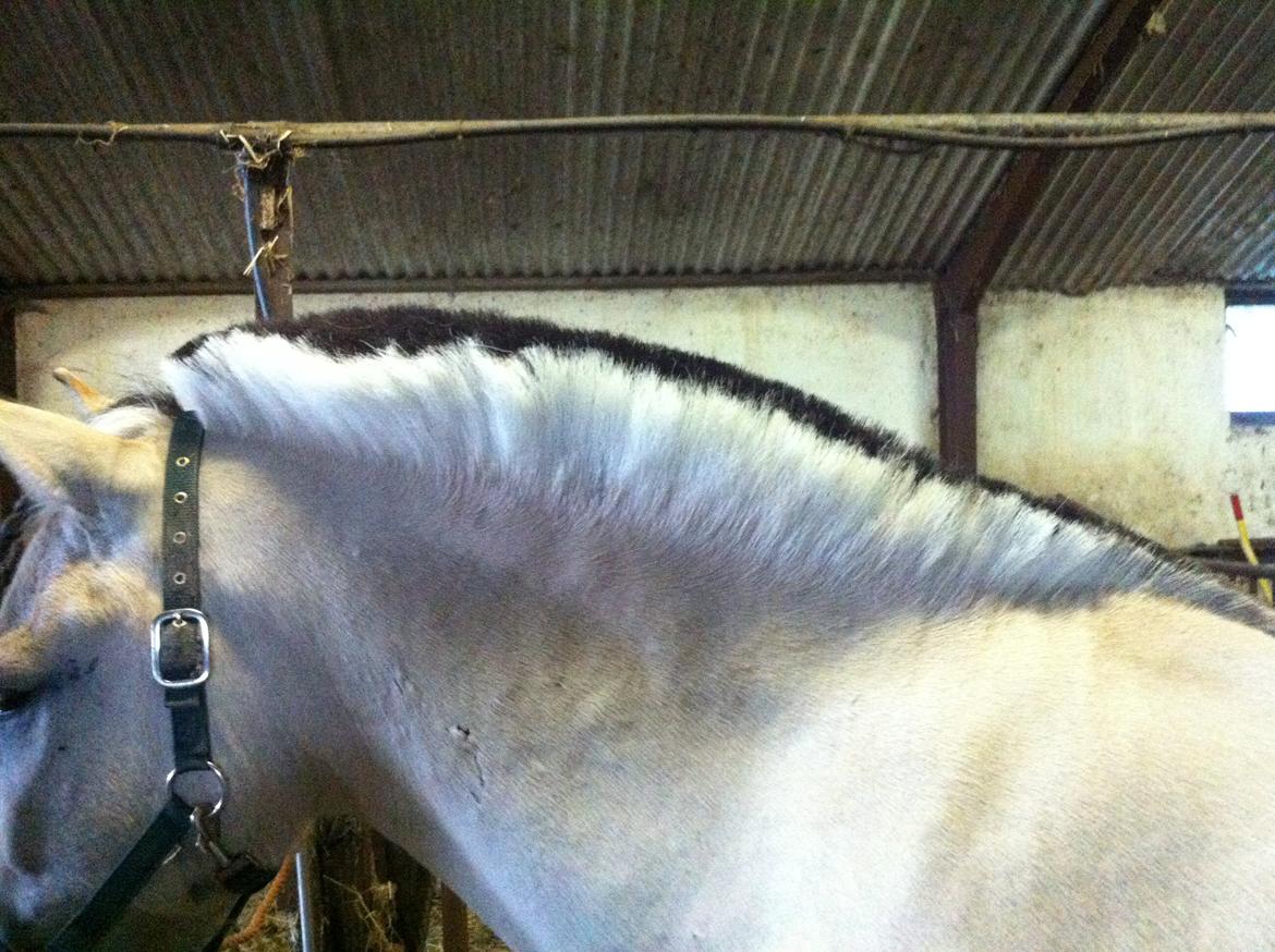 Fjordhest Dito Tidselbjerg [Rider] - Da han lige fik stusset manen lidt ;-) billede 7