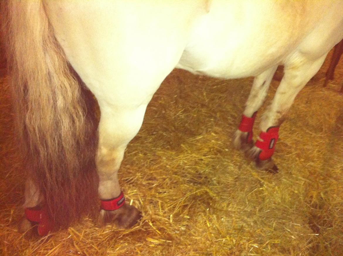 Fjordhest Dito Tidselbjerg [Rider] - Fik gamacher sat omvendt på ham haha så sød :D billede 9