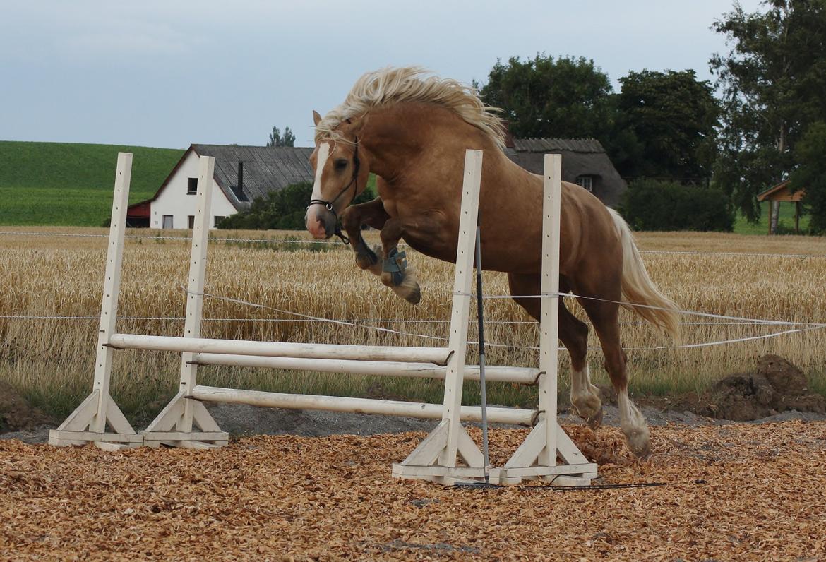 Welsh Cob (sec D) Rosalinde - Rosa løsspringer 10 aug 2013 billede 22