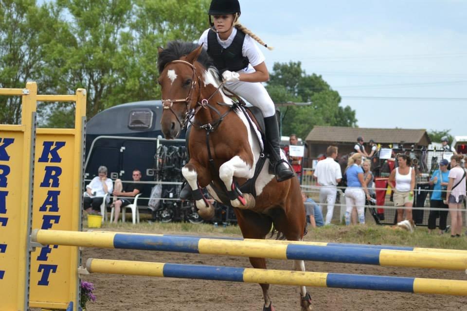 Pinto Felecia [STJERNEN] <3 - Vil du gerne se en pony der ALTID hopper uanset hvad ?
Så kig du godt på billedet ven !  billede 5