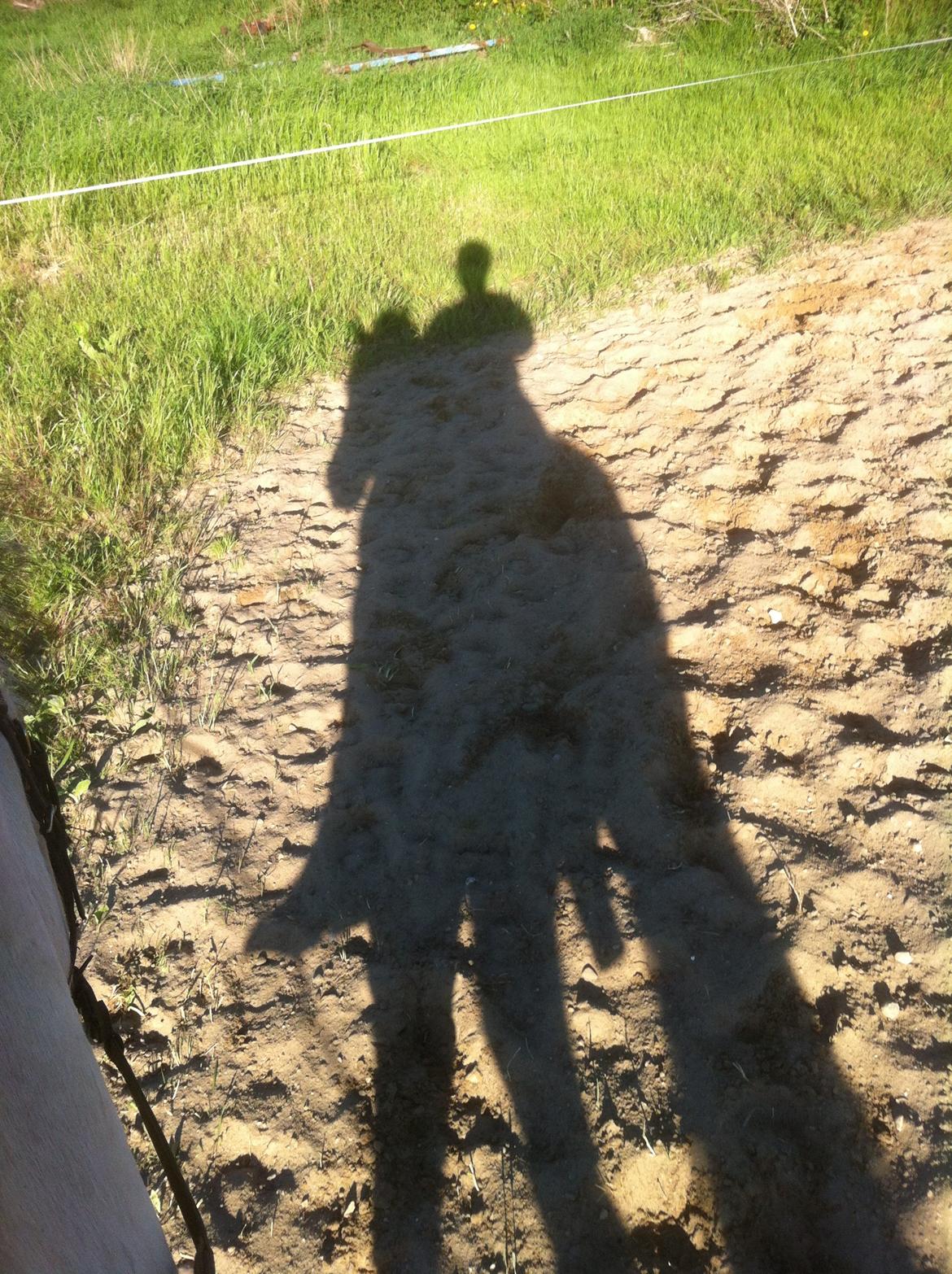 Fjordhest Dito Tidselbjerg [Rider] - Han er meget afslappet! haha ;-) billede 10