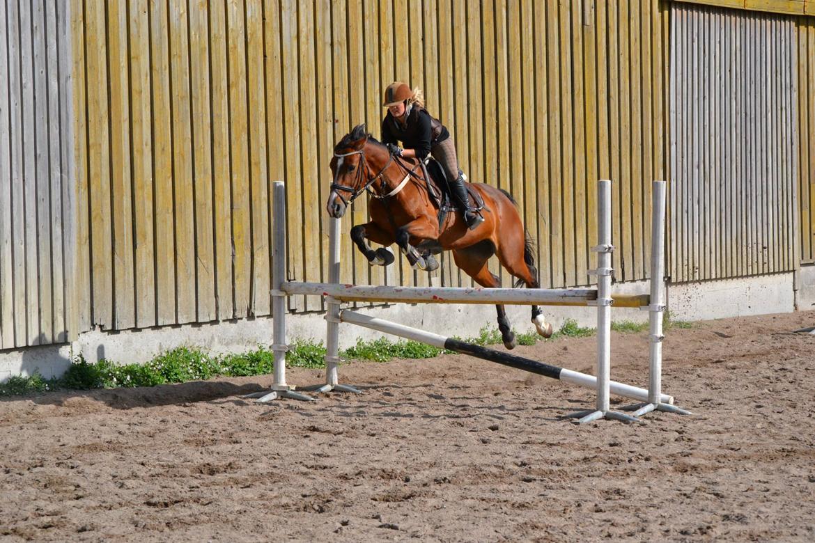 Dansk Varmblod Fantasy  - Juni 2013 - spring træning. you are my only and the one my baby <3 foto:maya billede 17