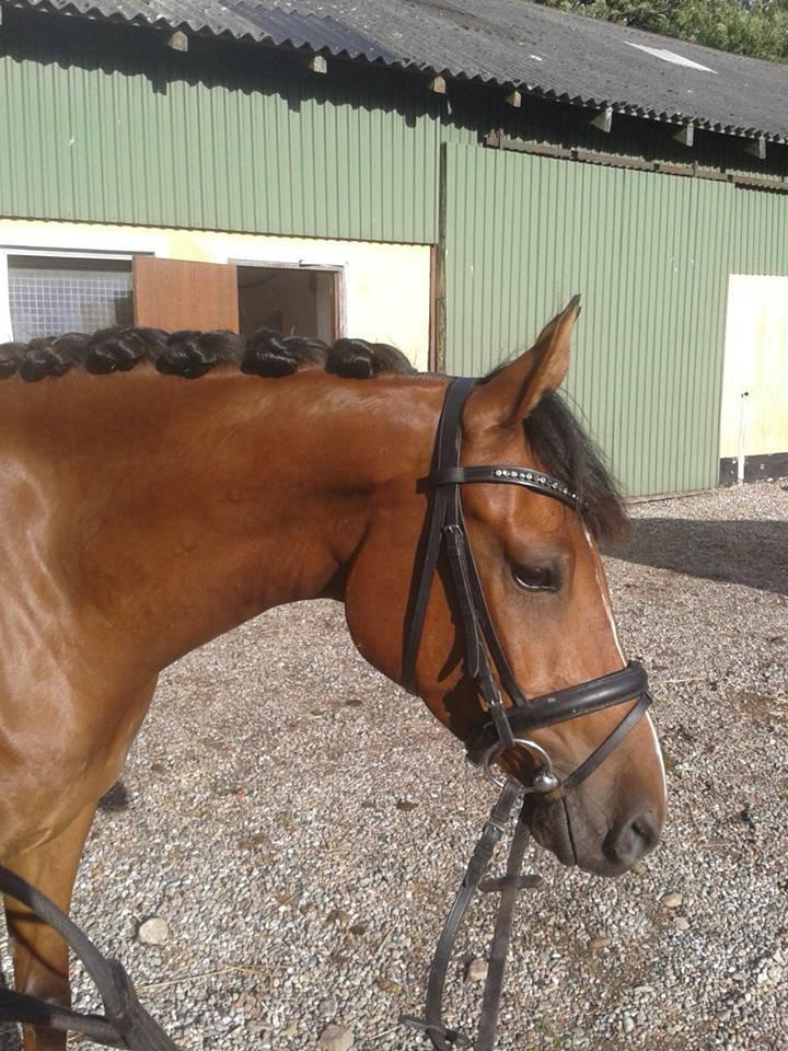 DSP Storgaards Amadeus billede 1