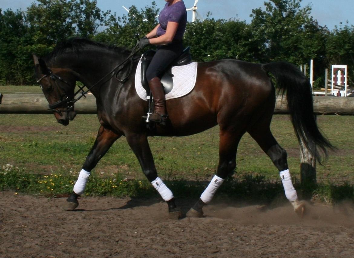 Oldenborg Cheri´s Shadow - Solgt billede 13