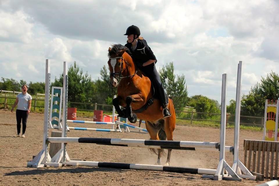 New Forest Remontes Free Fantasy - Ridelejr 2013 - springundervisning hos Lærke Larsen billede 15