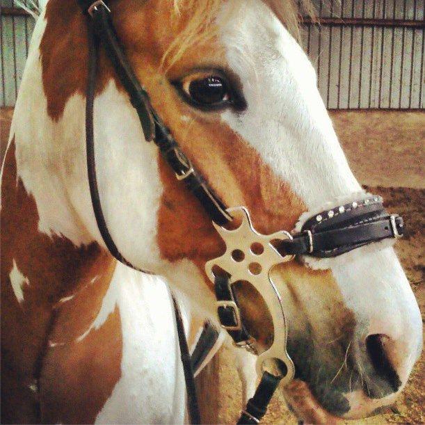 Pinto Estrella Jaki - Dejlige Jaki! Nu også bidløst :D billede 2