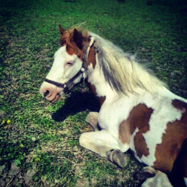 Pinto Estrella Jaki - Koen :D billede 5