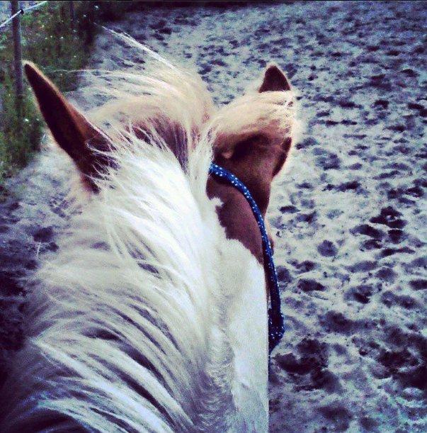 Pinto Estrella Jaki - Vi rider i rebgrime C: billede 6