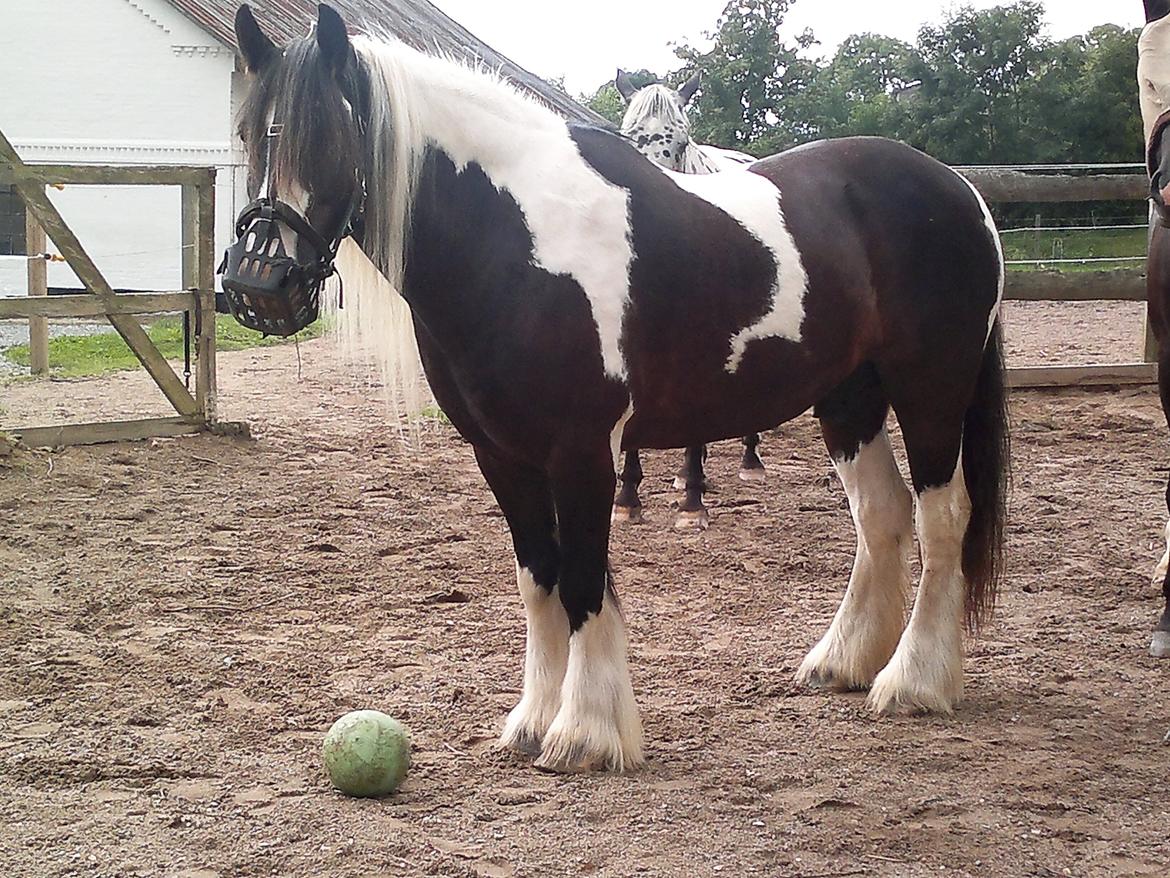 Irish Cob Kavanaugh - august 2013  - med sin tro følgesvend - Greenguard :) .. vægten er nu på 525 kg. billede 7