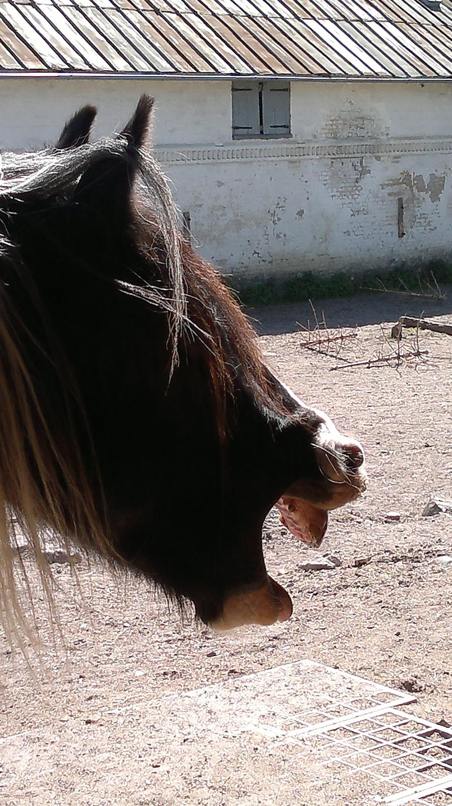Irish Cob Kavanaugh - Gaaaaaab billede 27