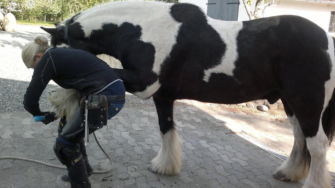 Irish Cob Kavanaugh - Pedicure - jeg står skam pænt ::)  billede 28