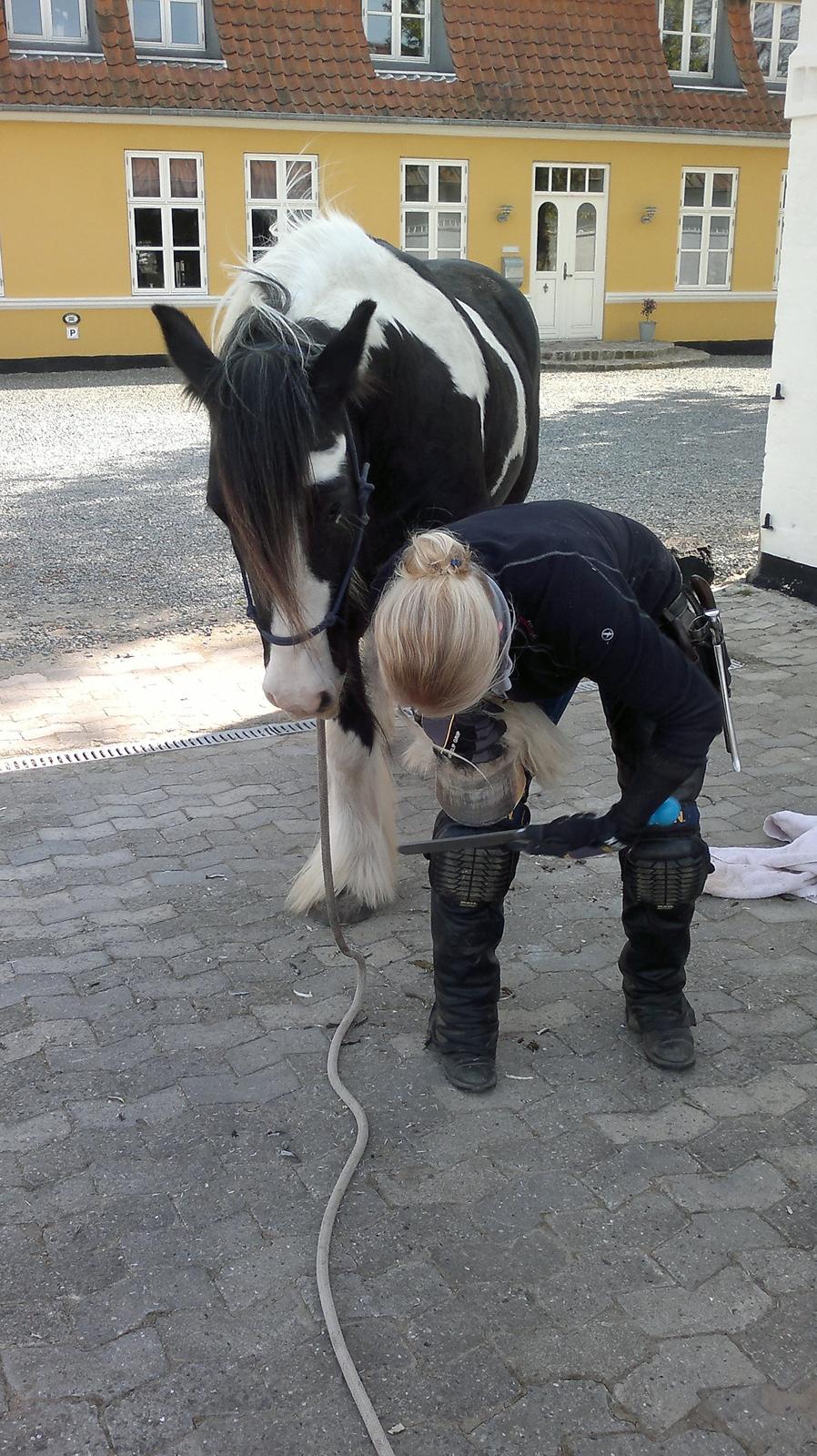 Irish Cob Kavanaugh - Gør det nu ordentligt Jeanett - jeg skal ud i aften !! billede 29