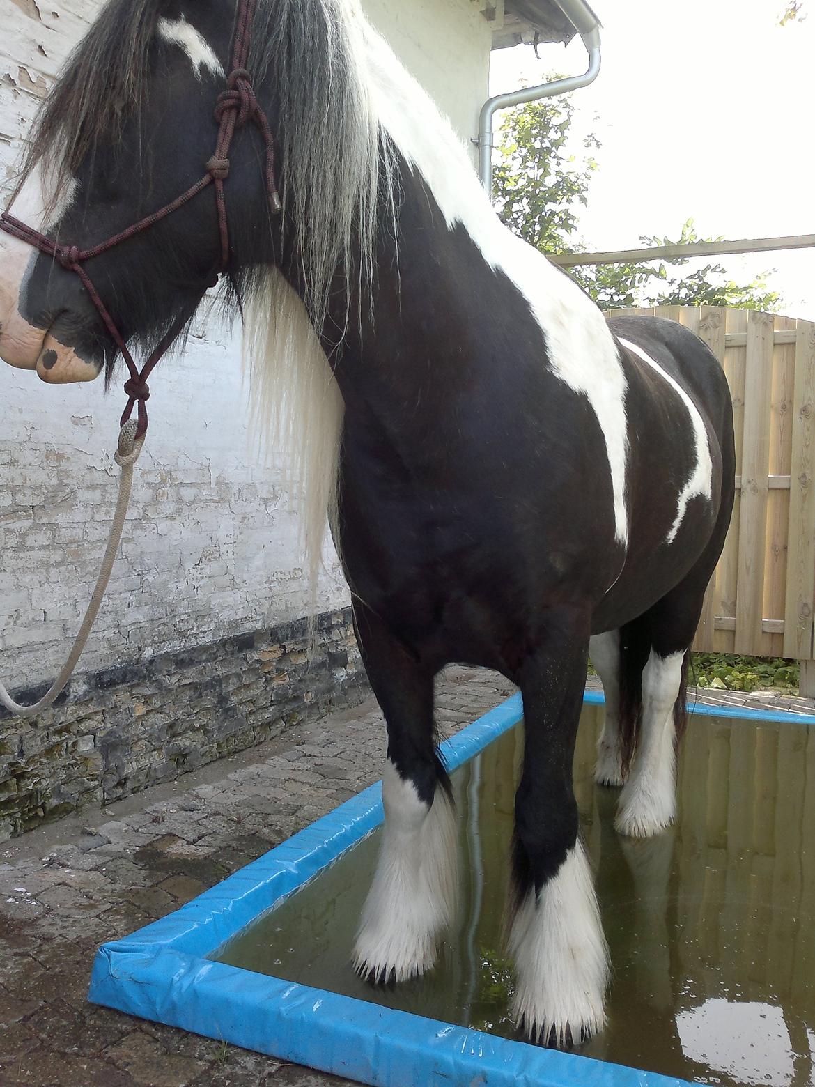 Irish Cob Kavanaugh - Aaahhhh vandbad - det holder fusserne pæne og fri for sprækker ...  billede 33