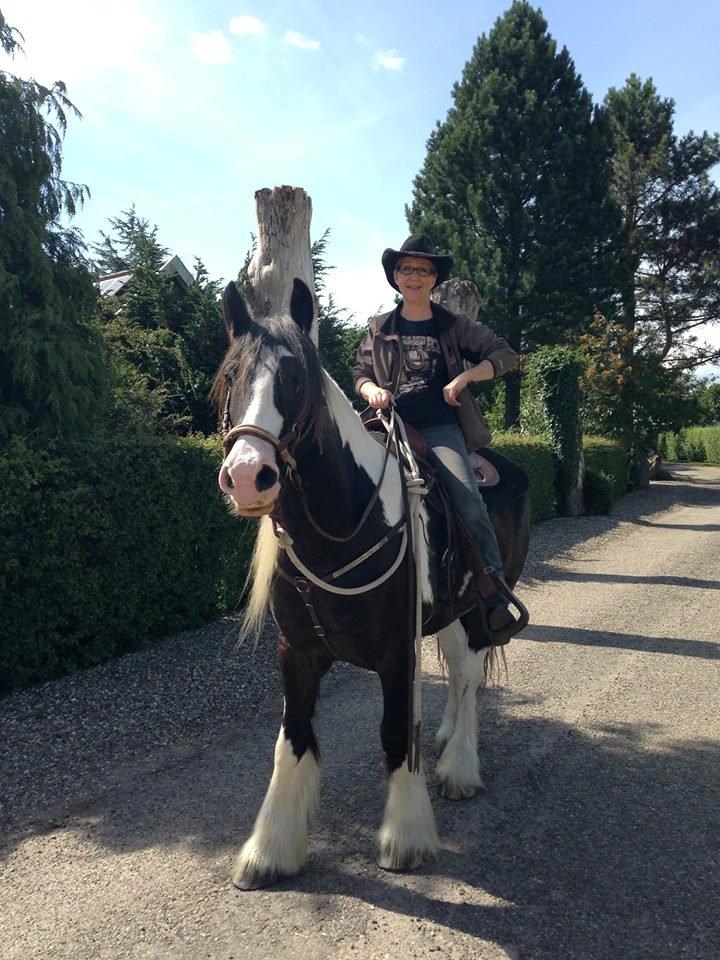 Irish Cob Kavanaugh - aug 2013 - på tur . Ialt 14 km. billede 5