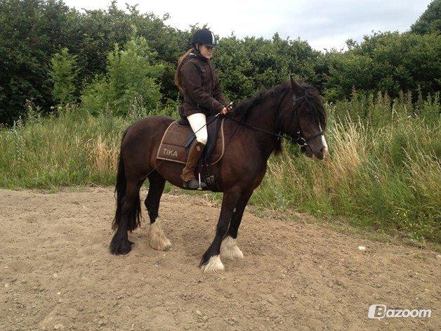 Irish Cob Storelykkes hus Mercedes - Mercedes under rytter hjemme. billede 3