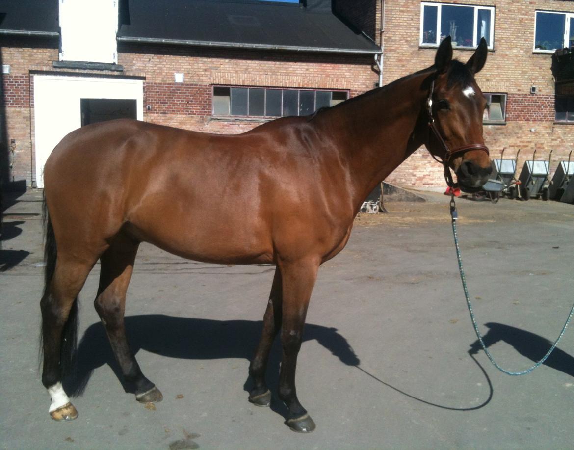 Dansk Varmblod Poppelgårdens Matrix - ¨se hvor fin jeg er¨ billede 1