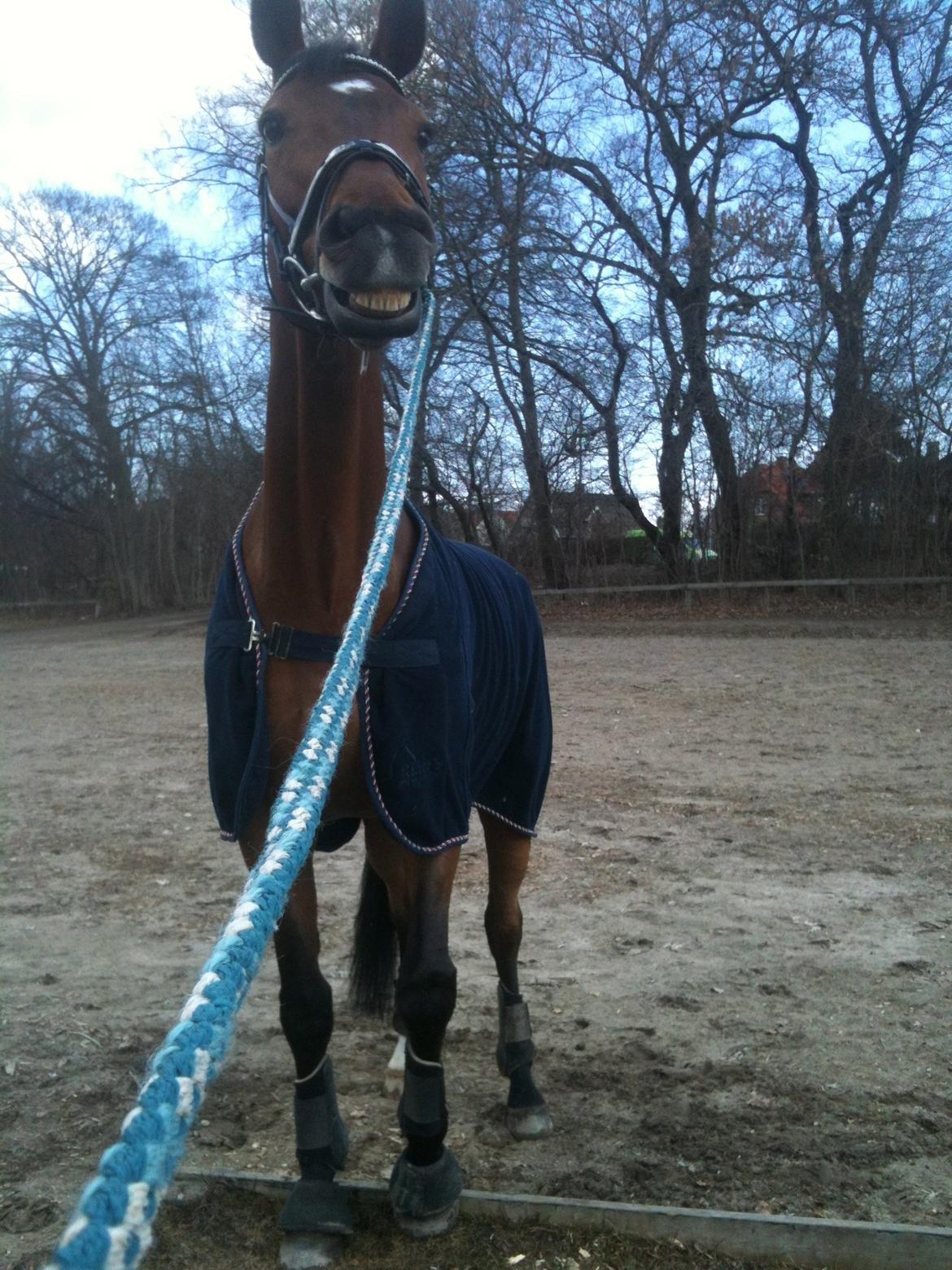 Dansk Varmblod Poppelgårdens Matrix - babyhesten leger kanin billede 2