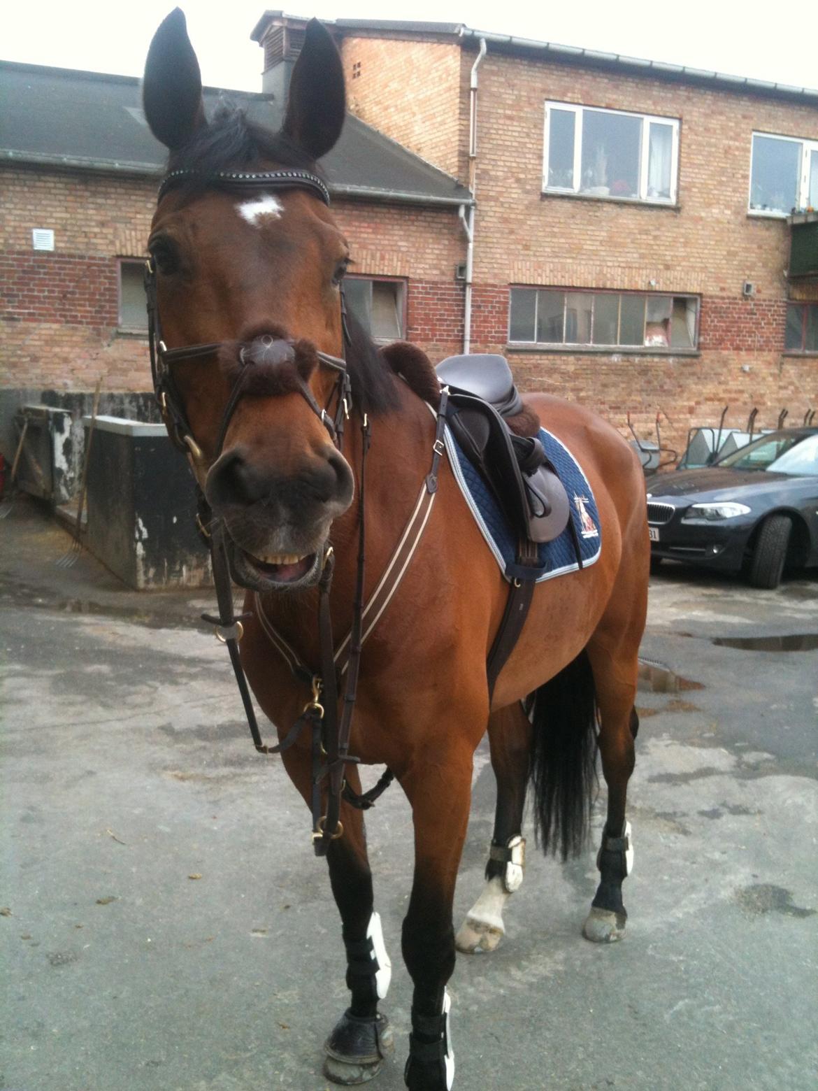 Dansk Varmblod Poppelgårdens Matrix - stjernen efter meget vellykket springtime:D billede 5