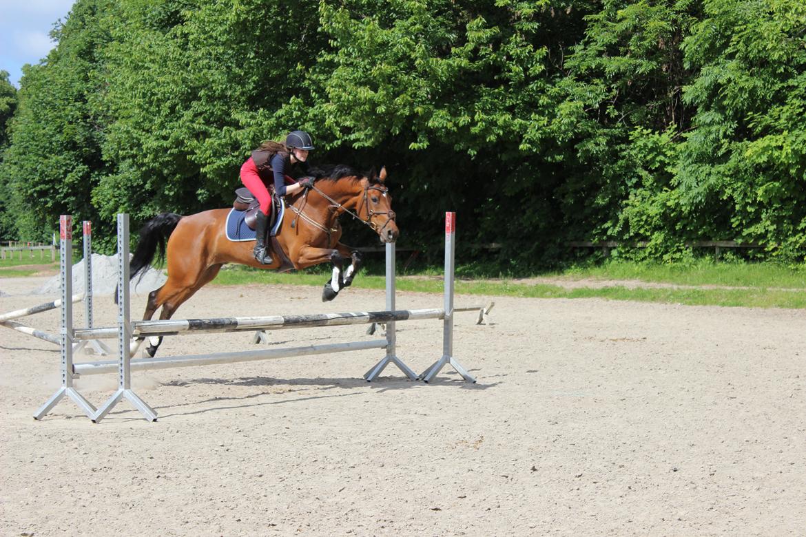 Dansk Varmblod Poppelgårdens Matrix - hoppe hoppe<3<3 billede 7