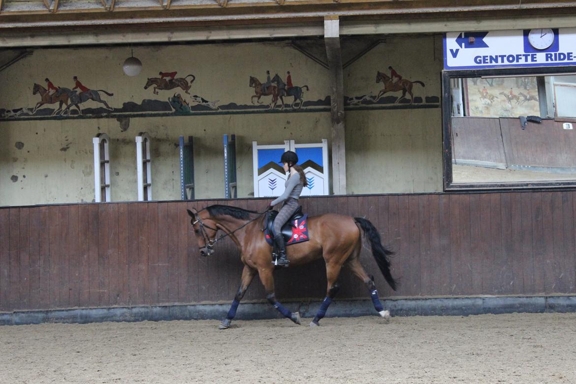Dansk Varmblod Poppelgårdens Matrix - jeg falder lidt sammen men det gør matrix IKKE billede 8