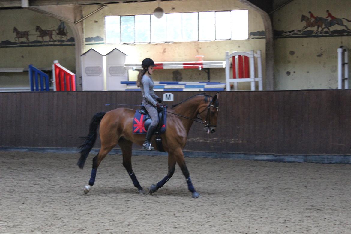 Dansk Varmblod Poppelgårdens Matrix - ¨går jeg fint nok nu??¨ billede 9