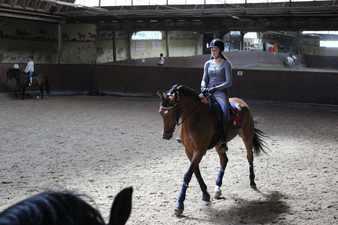 Dansk Varmblod Poppelgårdens Matrix - stræk så de ben matrix billede 10
