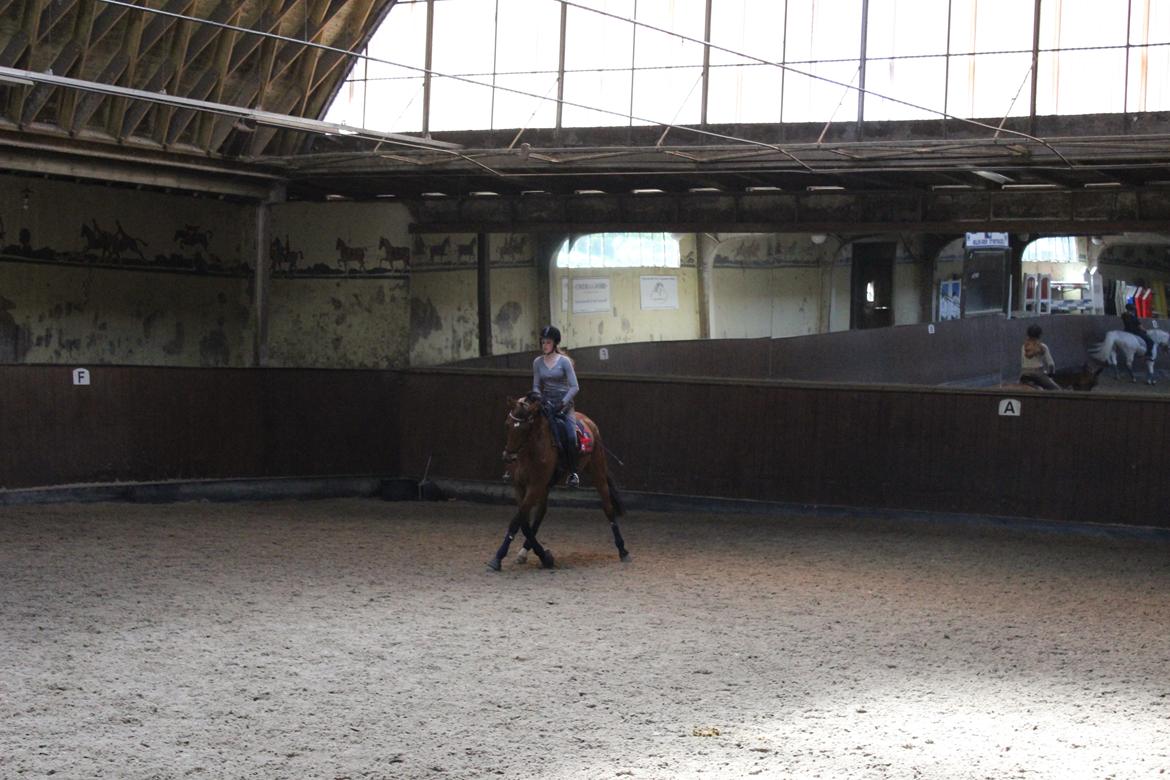 Dansk Varmblod Poppelgårdens Matrix - jeg kæmper hårdt men stjernen hjælper mig godt på vej billede 11