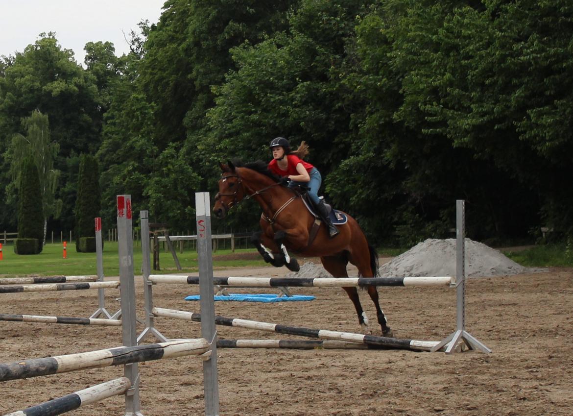Dansk Varmblod Poppelgårdens Matrix - han bliver bedre og bedre:D billede 12