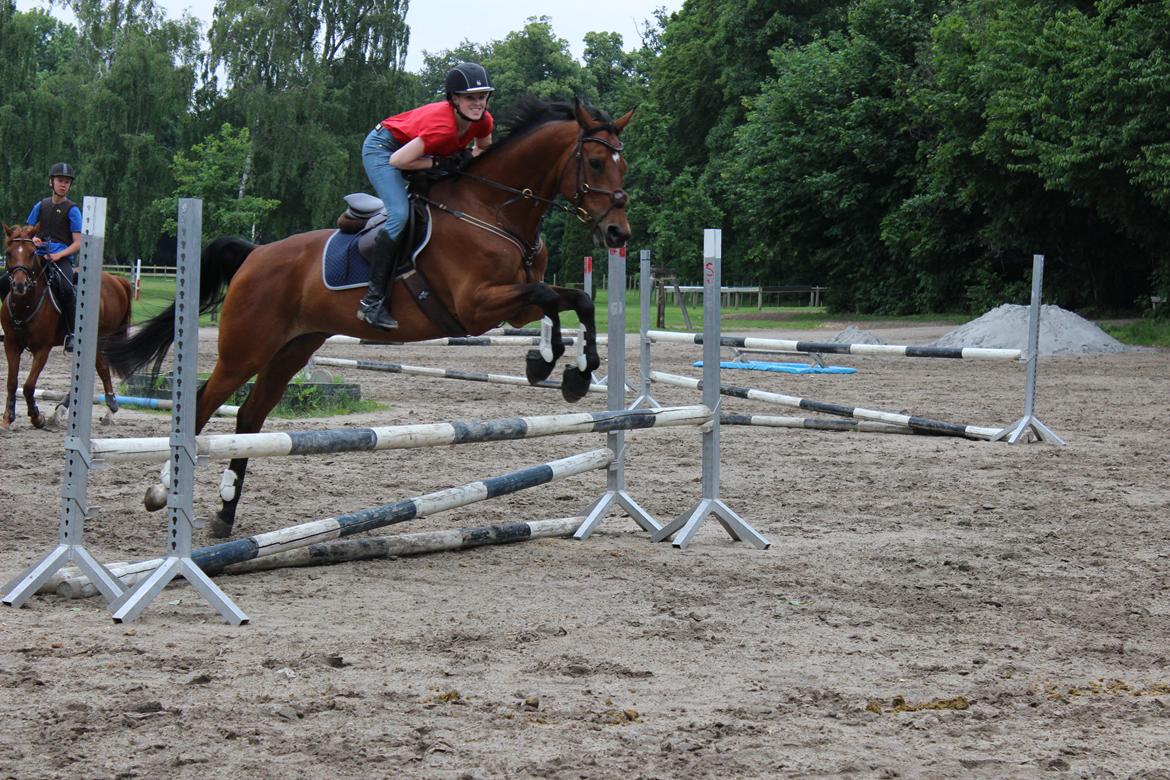 Dansk Varmblod Poppelgårdens Matrix - mærkligt at skulle lætte fra jorden når man er vant til at blive på den...:) billede 13