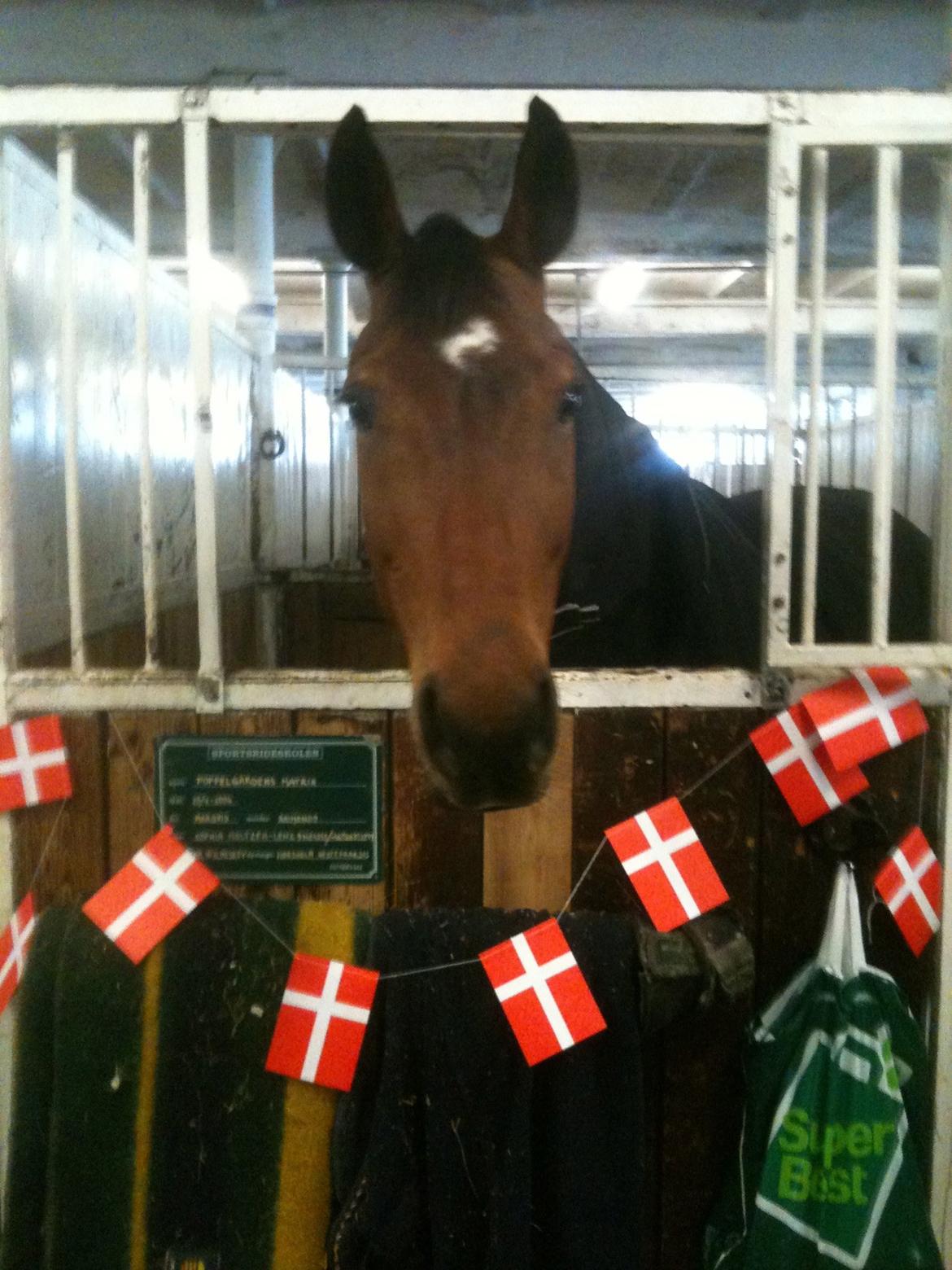 Dansk Varmblod Poppelgårdens Matrix - lidt dårlig kvali.
men stjernen har fødselsdag 9 år gammel (10 april)  billede 14