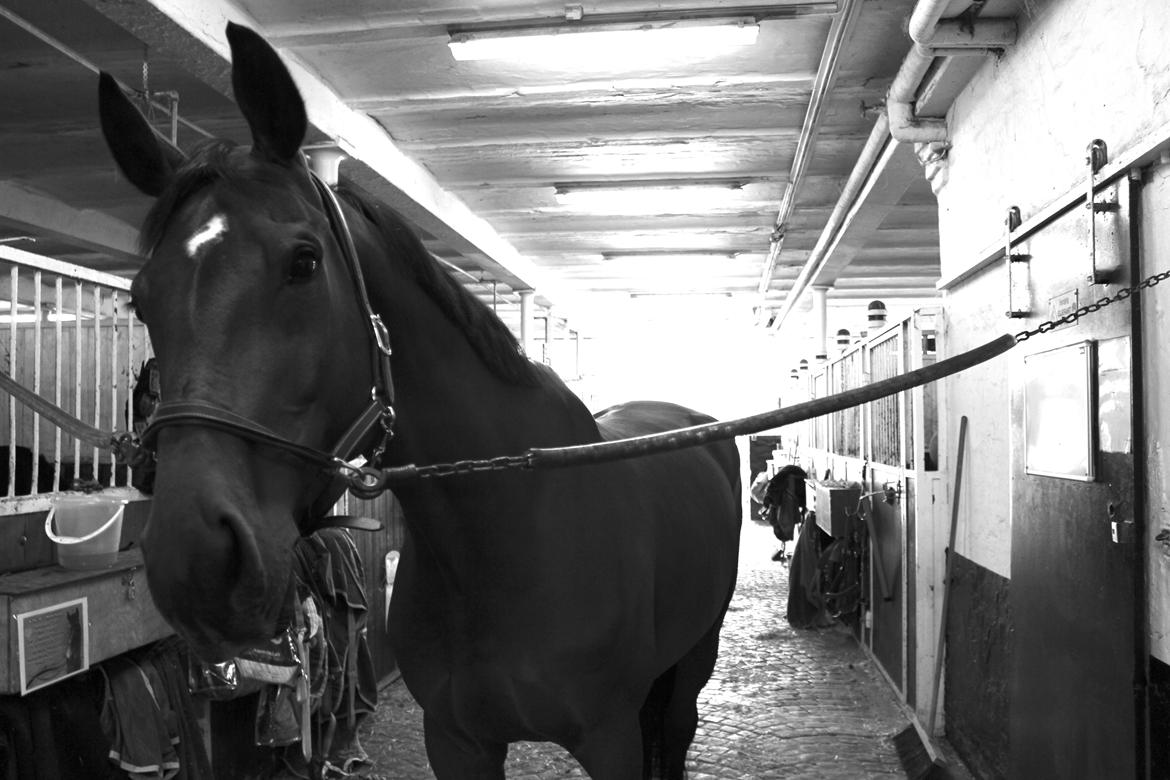 Dansk Varmblod Poppelgårdens Matrix - <3baby<3manse<3stjerne
I<3U billede 15