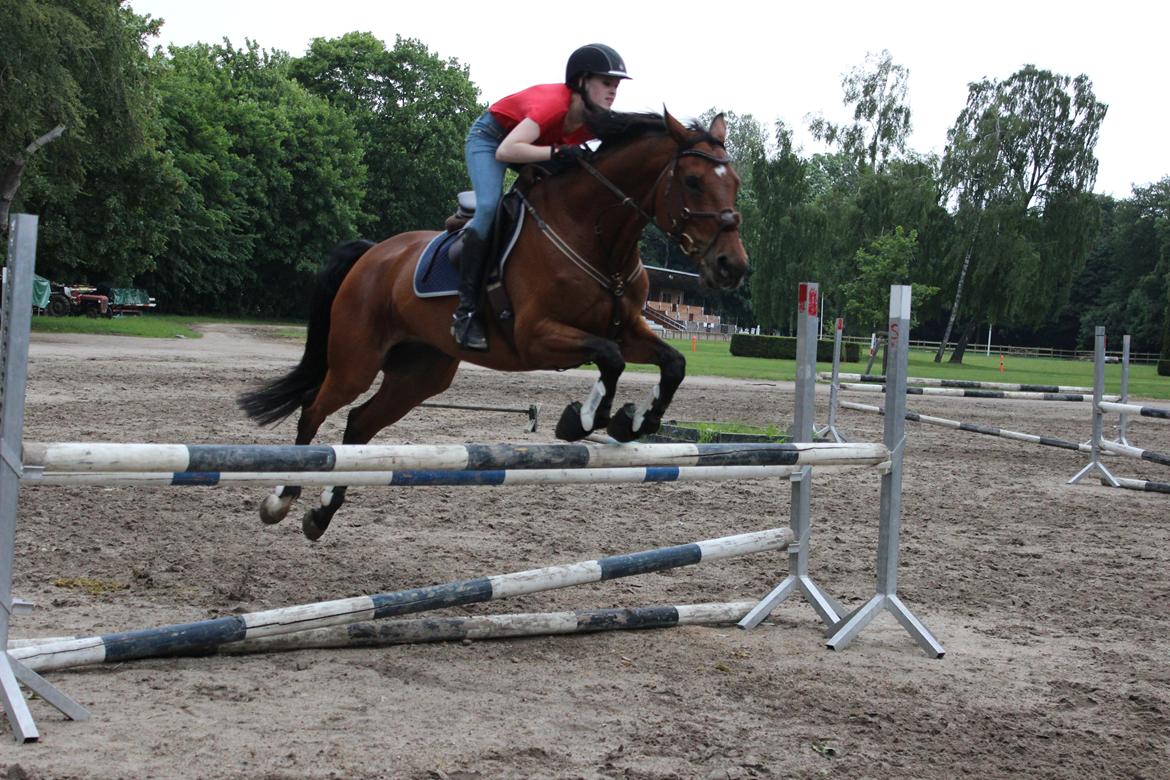 Dansk Varmblod Poppelgårdens Matrix - ¨HA...110. barnemad¨ billede 16