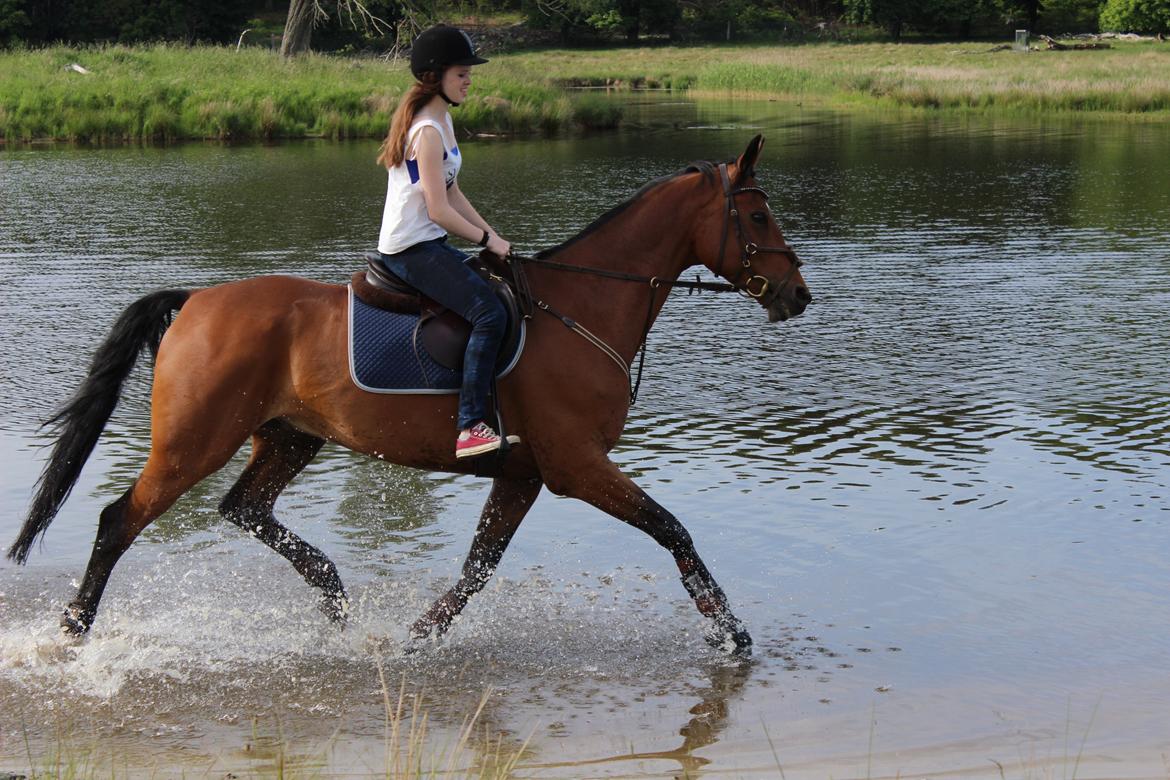 Dansk Varmblod Poppelgårdens Matrix - kom nu! hurtigere! jeg har set noget billede 17