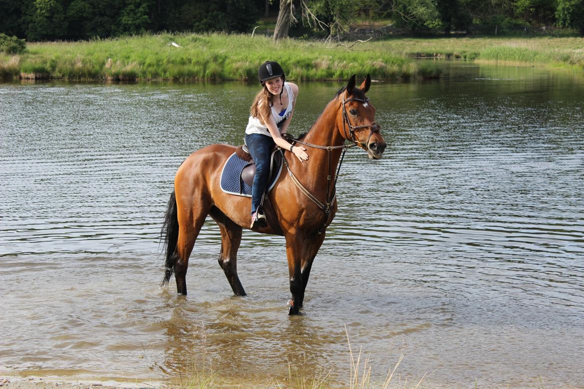 Dansk Varmblod Poppelgårdens Matrix - min smukke baby dreng go mig i vandet<3 billede 18