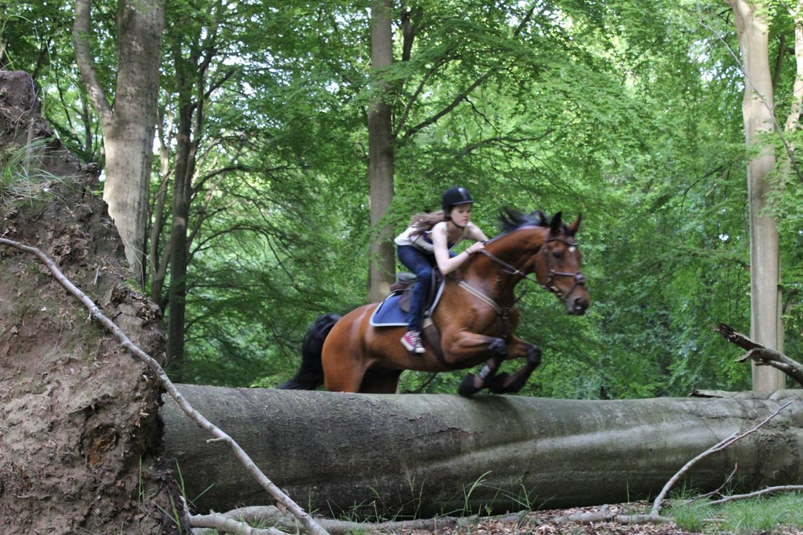 Dansk Varmblod Poppelgårdens Matrix - Matrix hopper men¨hvordan er det dog du sidder mor?¨ billede 19