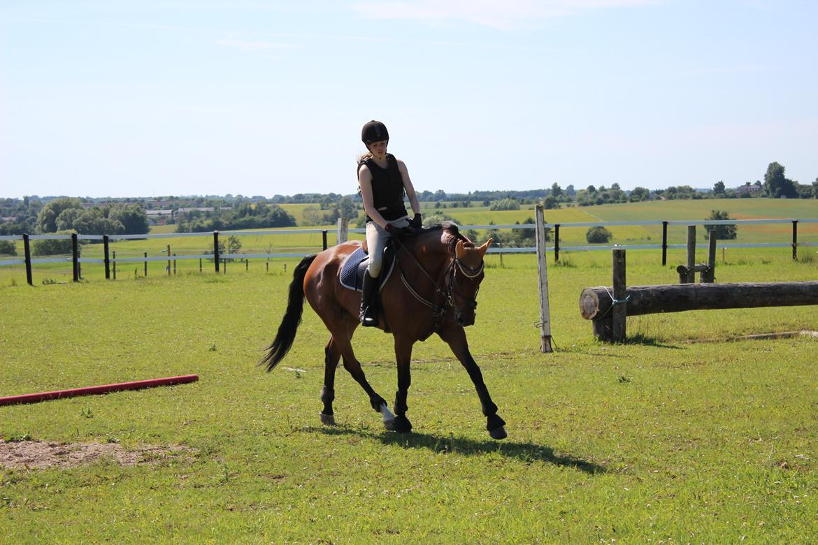Dansk Varmblod Poppelgårdens Matrix - træt hest after hård military training<3<3 billede 20