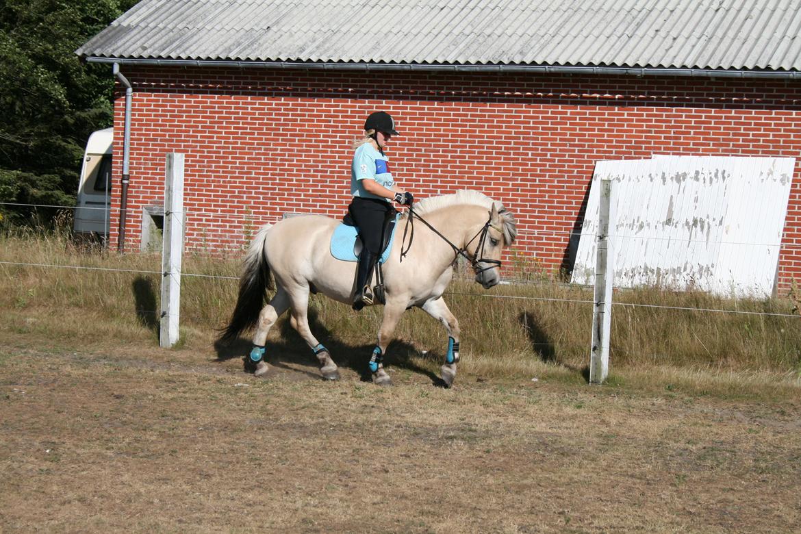 Fjordhest Samba billede 2