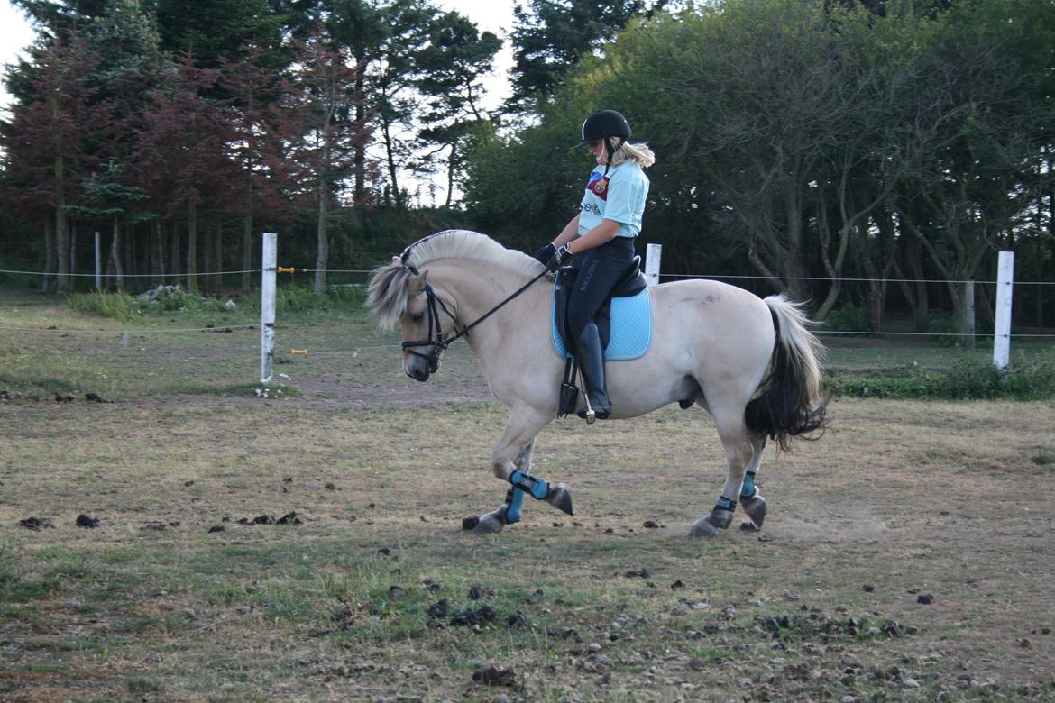 Fjordhest Samba billede 3