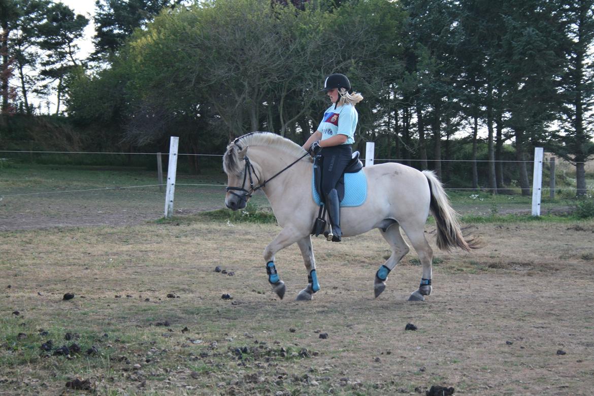 Fjordhest Samba billede 4