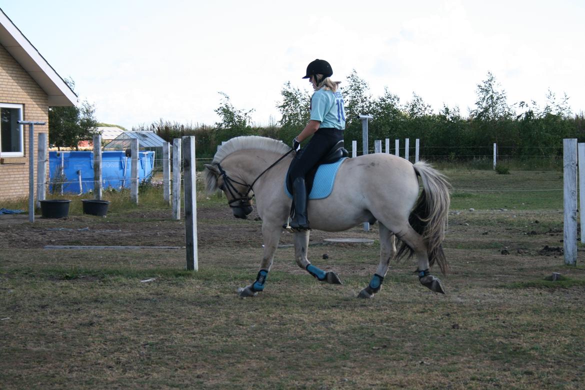 Fjordhest Samba billede 5