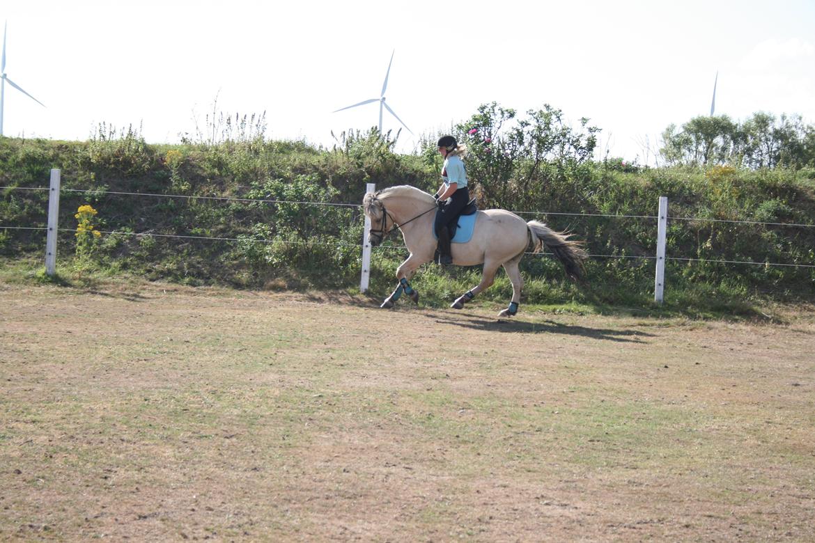 Fjordhest Samba billede 6