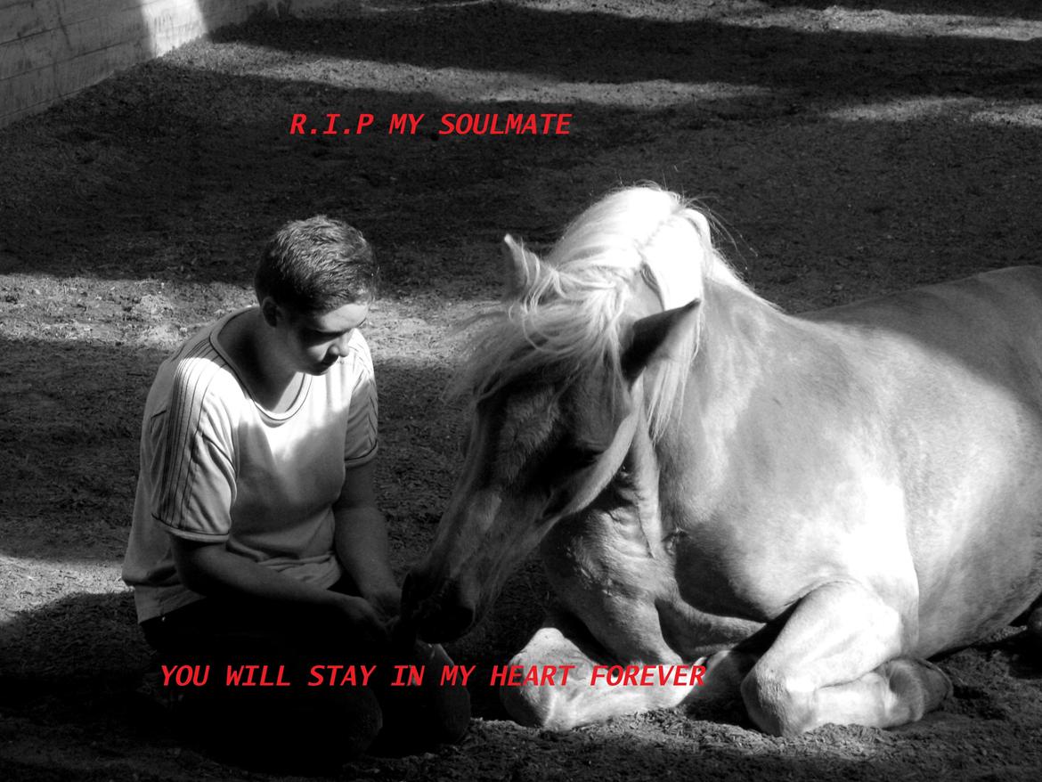 Haflinger Rico mit problembarn! R.I.I :,( !!!! - 20. 
Goodby... 
You will stay in my heart! billede 20