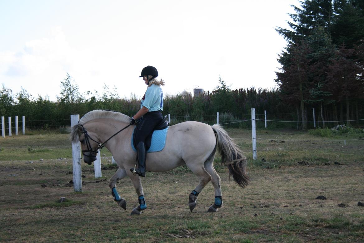 Fjordhest Samba billede 7