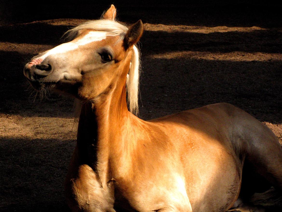 Haflinger Rico mit problembarn! R.I.I :,( !!!! - 19. 
uskyldigheden selv :') 
DU var UNIK med din charme og dine udtryk min højt elskede Rico! 
Ynglingsbillede!<3  billede 19