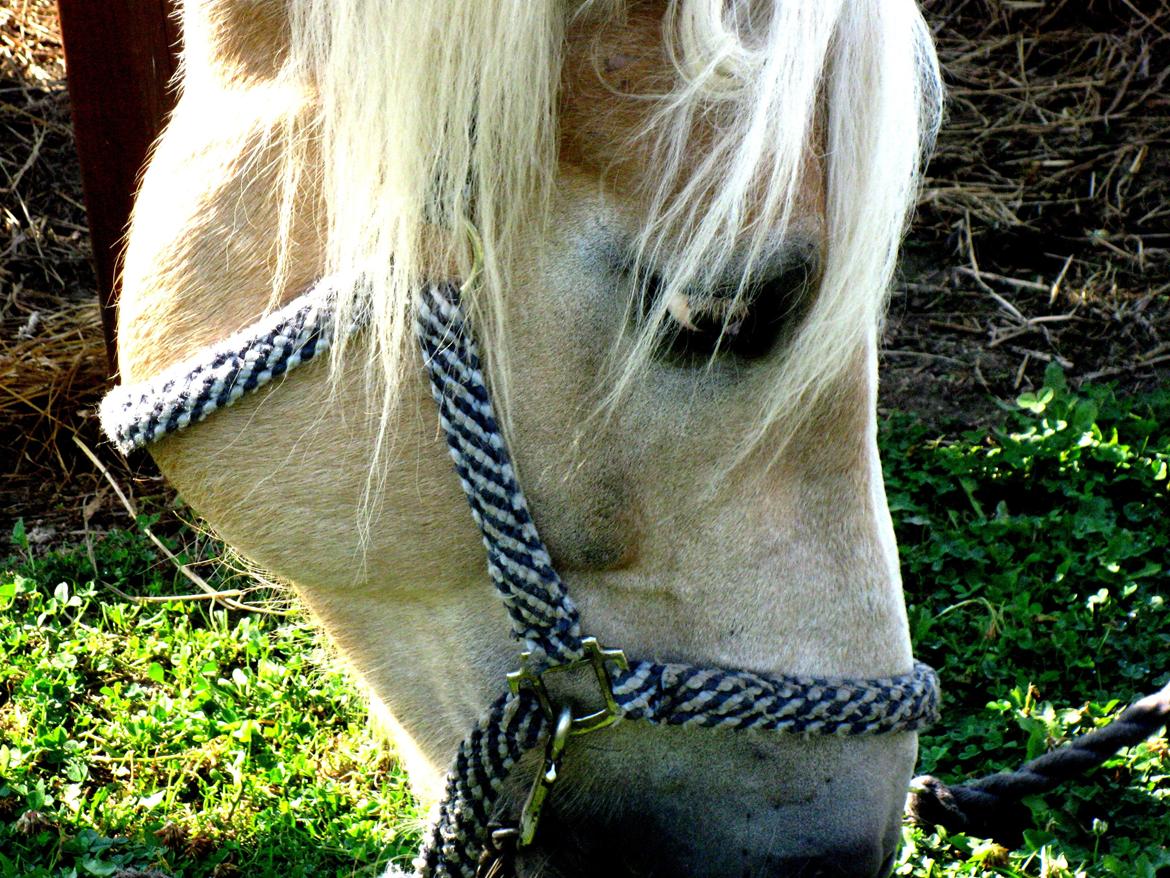 Haflinger Rico mit problembarn! R.I.I :,( !!!! - 17. 
Beautiful... billede 17