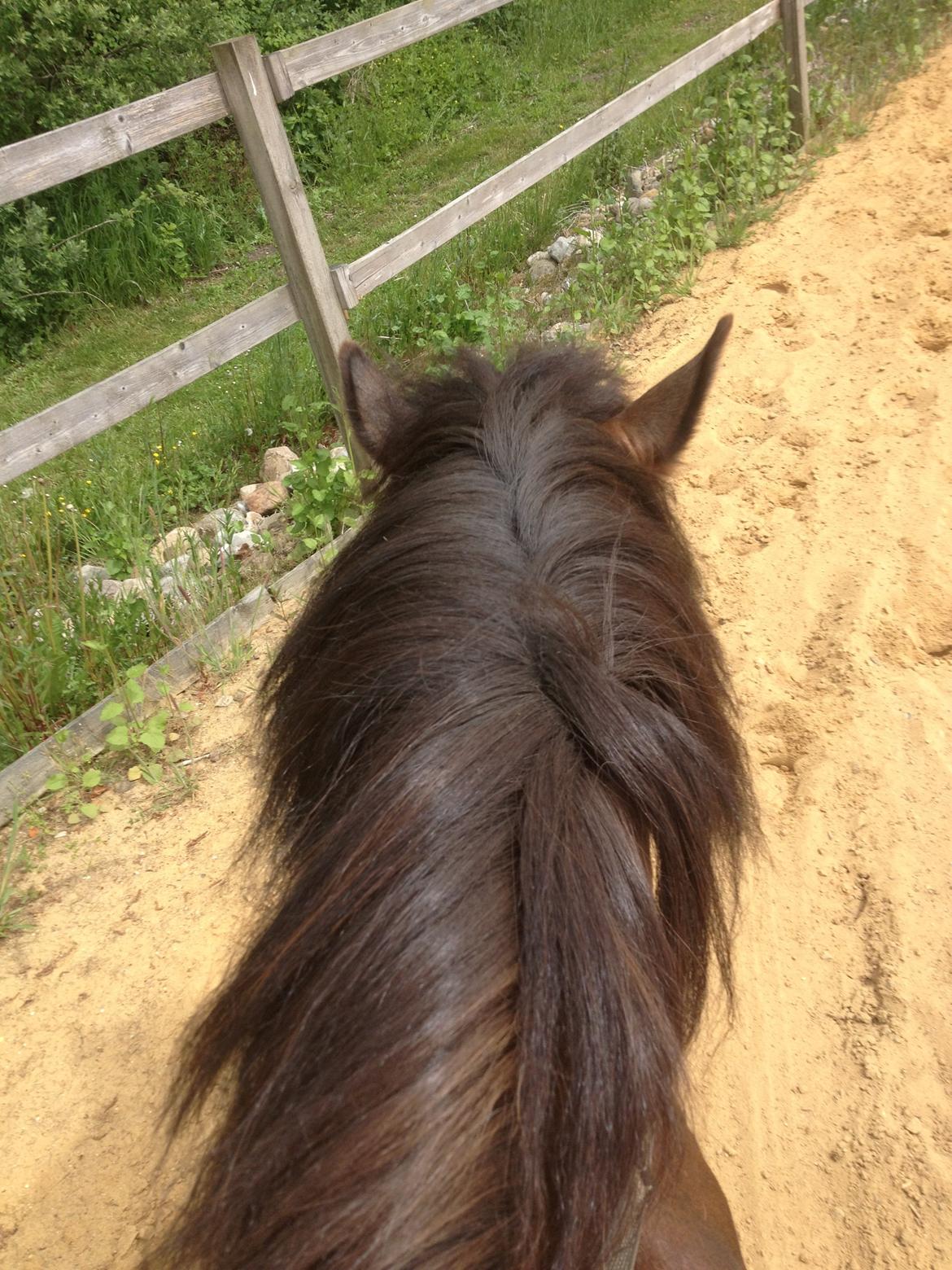 Anden særlig race Lambrosco (Lamse) - Ude At Ride ;-D billede 7