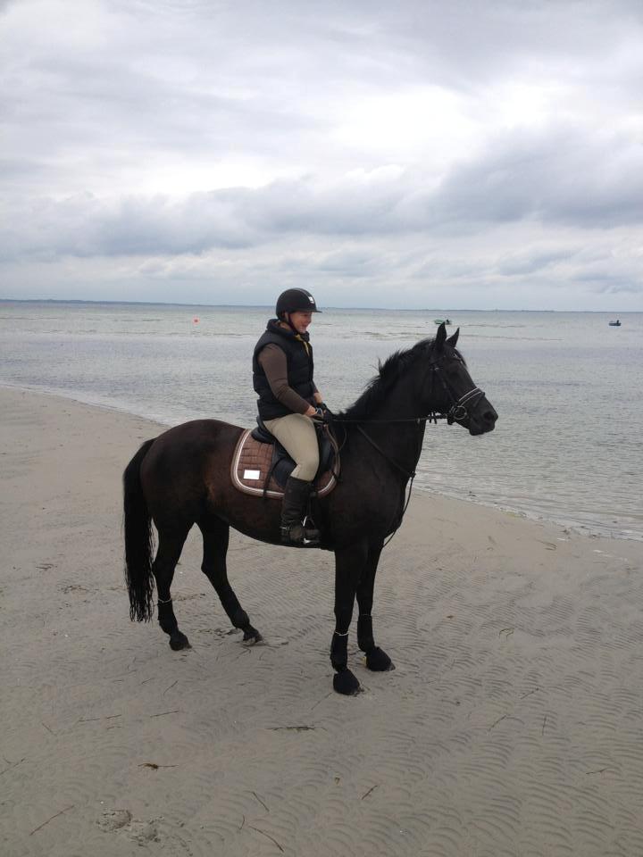 Trakehner Rodina billede 3