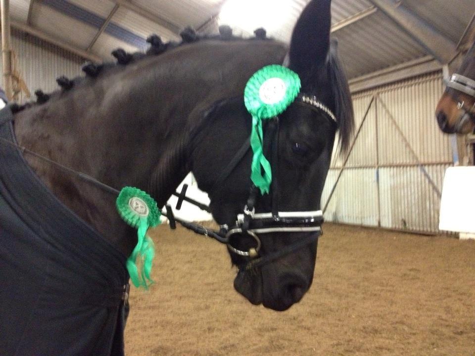 Trakehner Rodina billede 4