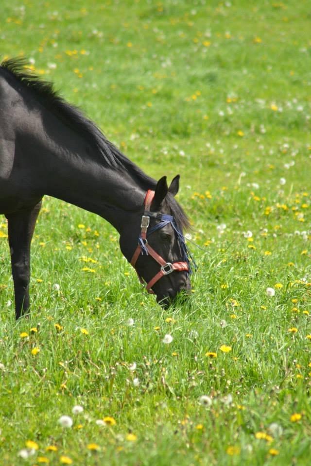 Trakehner Rodina billede 7