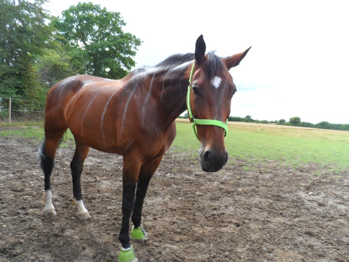 Dansk Varmblod Gredstedgårds Regitze - A friend is someone who knows the song in your heart, and can sing it back to you when you have forgotten the words. billede 2